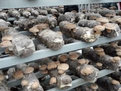 辽宁岫岩的香菇全产业链发展之路