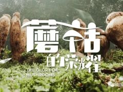 蘑菇，如此荣耀 ——纪录片《蘑菇的荣耀》今日上线【学习强国】 ()
