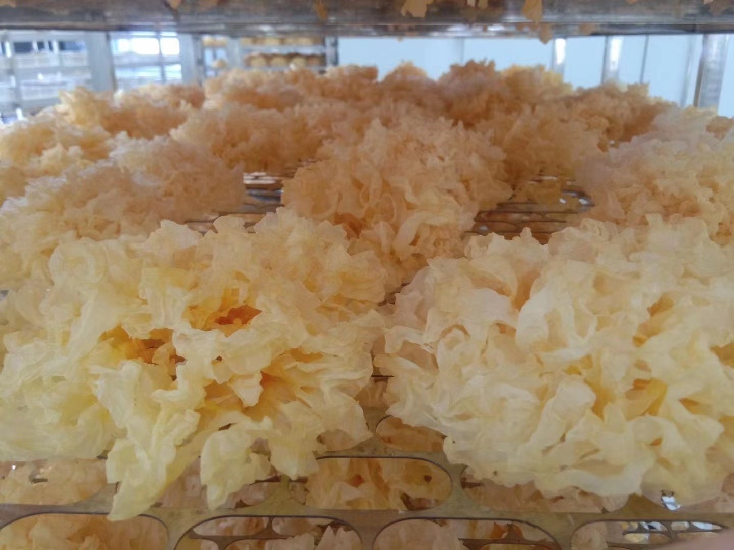 吃银耳就吃好银耳雪菲宠耳是首选常年供应大量现货图1