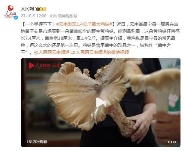 一手握不下！云南发现1.4公斤重鸡枞菌