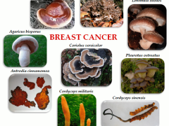 研究前沿 | 食药用蘑菇对乳腺癌的抗癌潜力 ()
