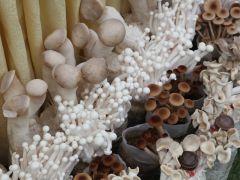 中国蘑菇类食药用菌近十年驯化栽培研究进展 ()
