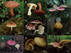 昆明植物所更新蘑菇目分类系统