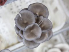 平菇高产种植技术：晚冬平菇废料种植夏季高温平菇