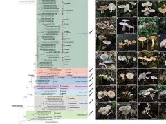 昆明植物所在杯伞科真菌系统分类和毒蝇碱进化研究上取得新进展 ()
