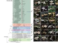 昆明植物所在杯伞科真菌系统分类和毒蝇碱进化研究上取得新进展