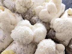 蕉岭猴头菇上榜全国名特优新农产品名录 ()