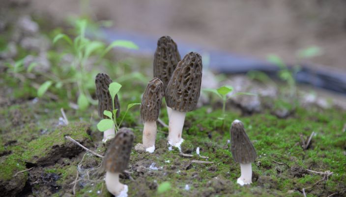 招募中国菌物学会羊肚菌产业分会第一届理事会成员的通知