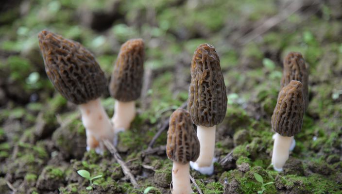 中国菌物学会羊肚菌产业分会成立会议通知