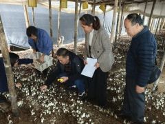 食用菌创新团队开展“桑枝栽培大球盖菇技术”现场查定