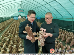 全州县成功选育香菇新品种“野香七号”