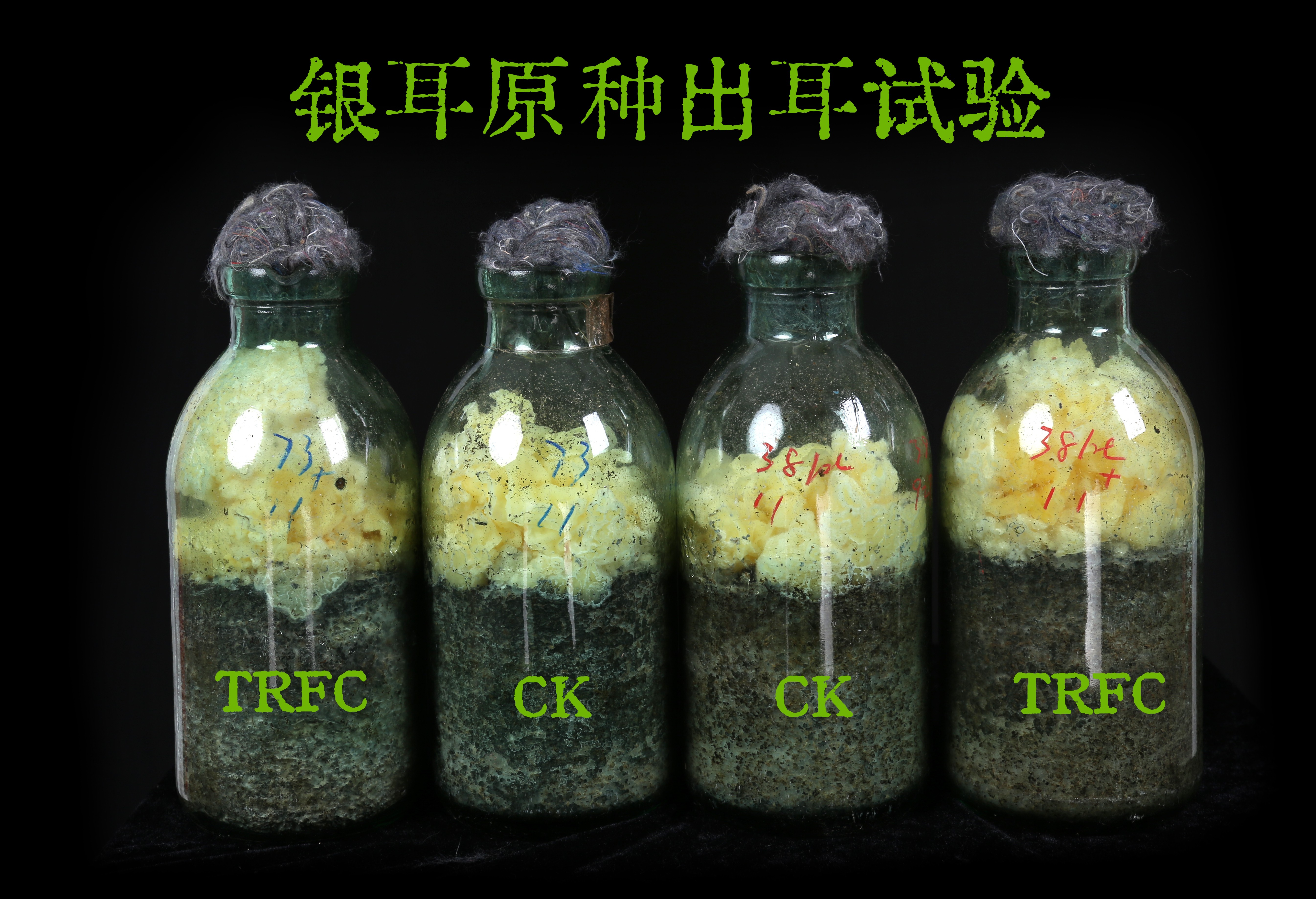 食用菌免疫蛋白—原种、栽培种型图2