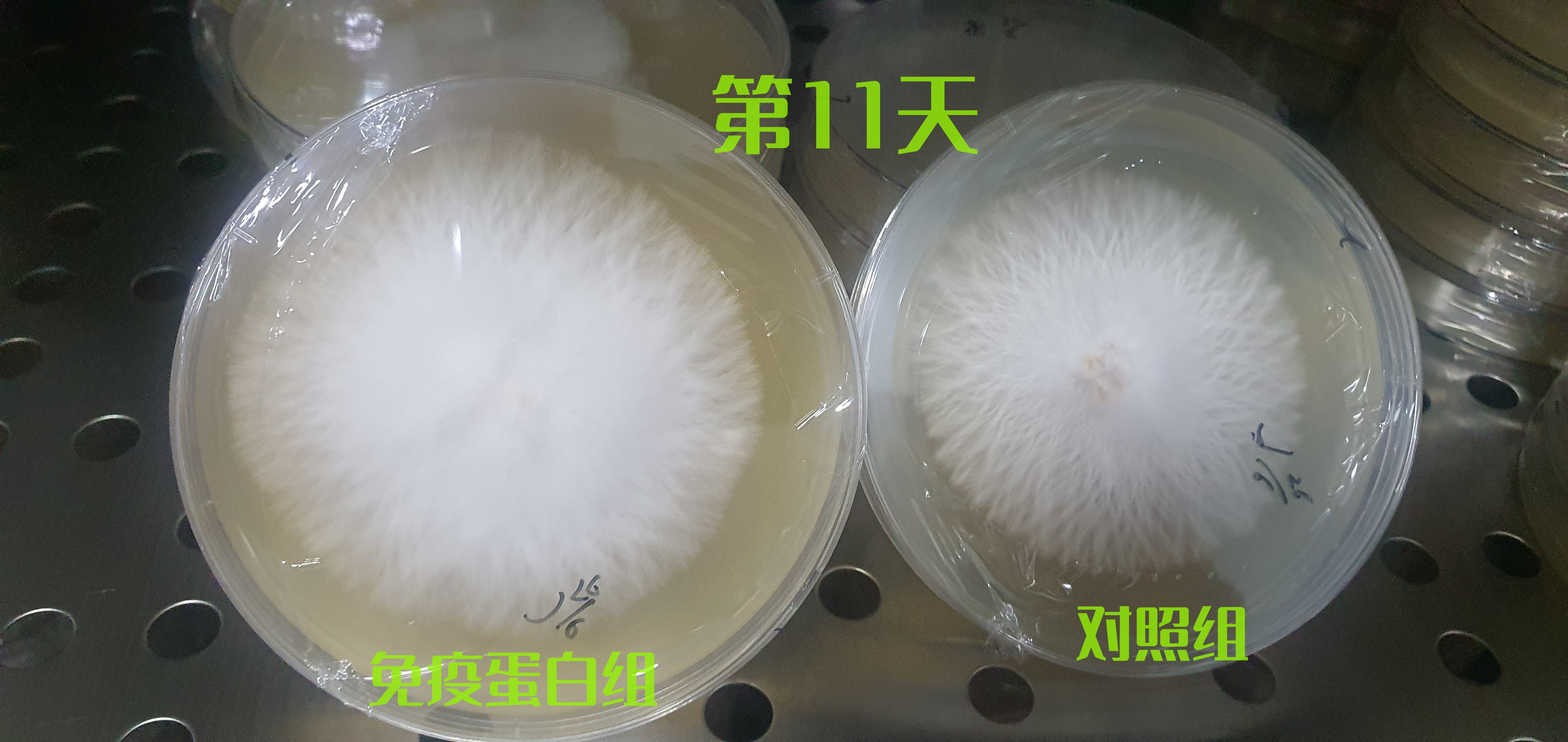 食用菌免疫蛋白—蛋白胨替代型图2