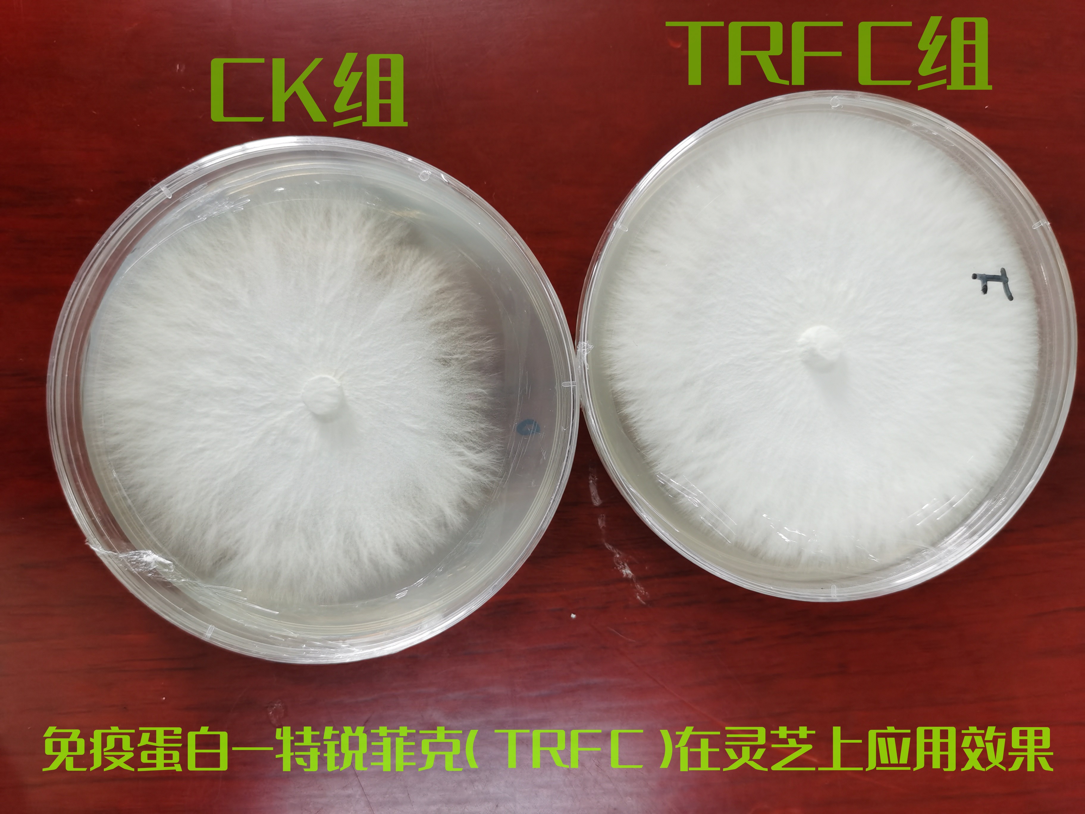 食用菌免疫蛋白—蛋白胨替代型图3