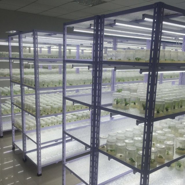 蝴蝶夹快装型组培架，角钢组培架图1