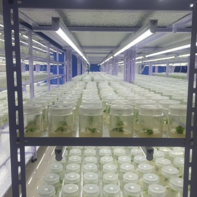 蝴蝶夹快装型组培架，角钢组培架图2