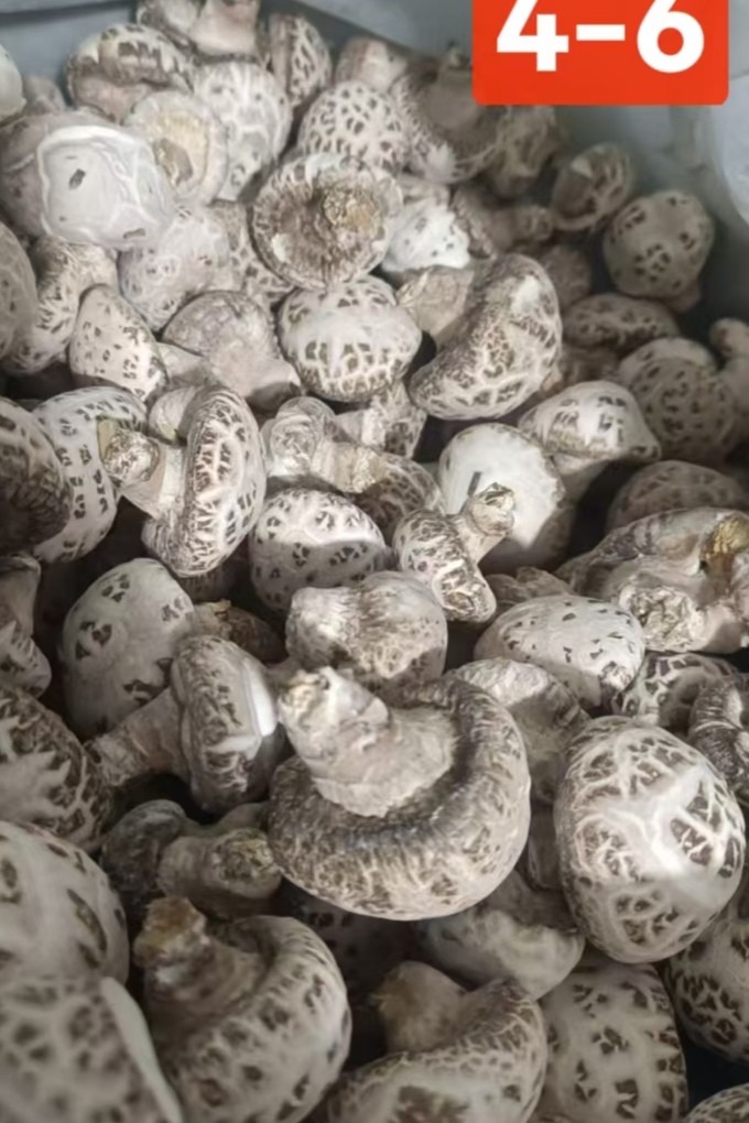 花菇干品自产自销各种规格大量供应图1