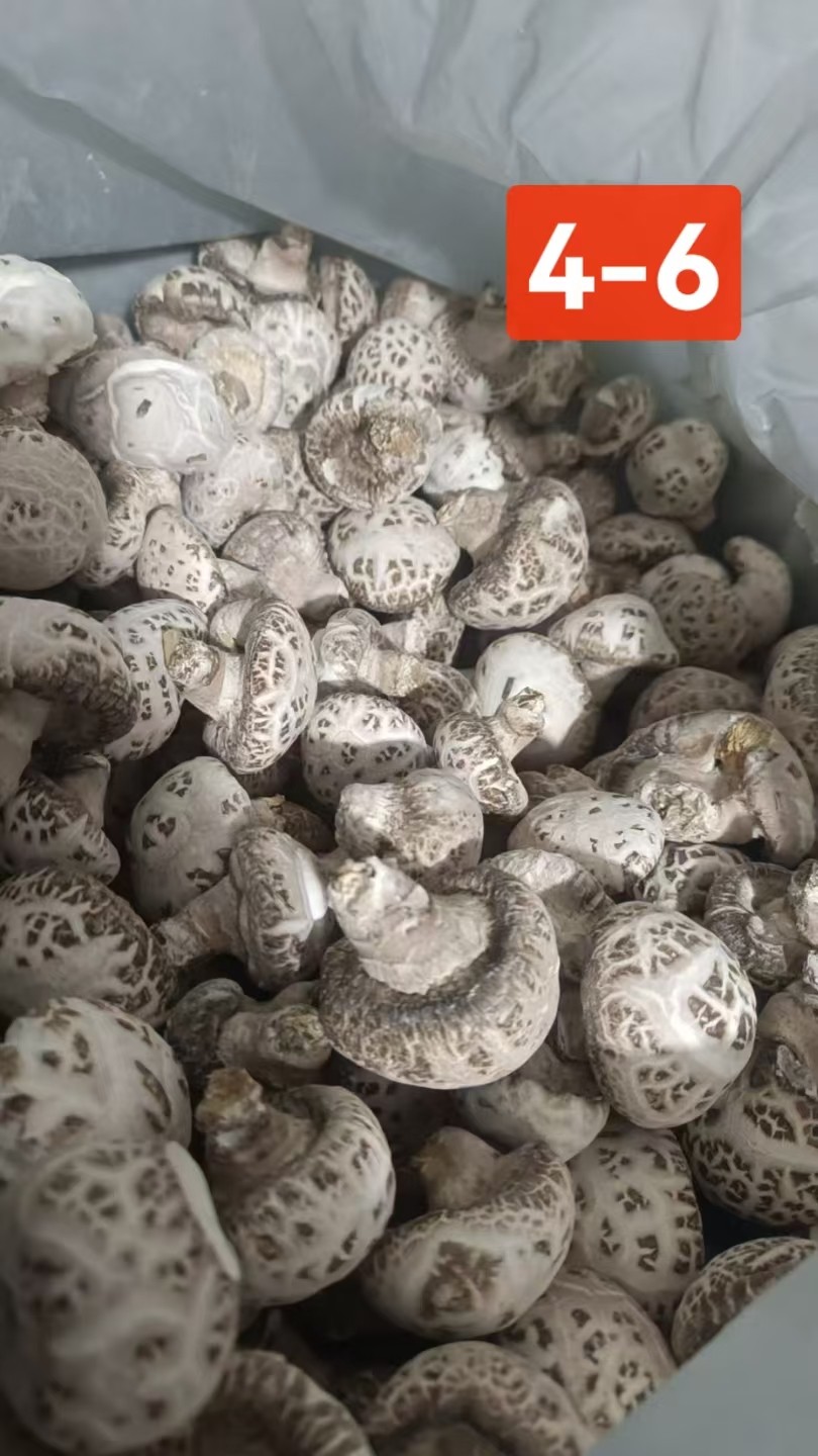 花菇干品自产自销各种规格大量供应图2