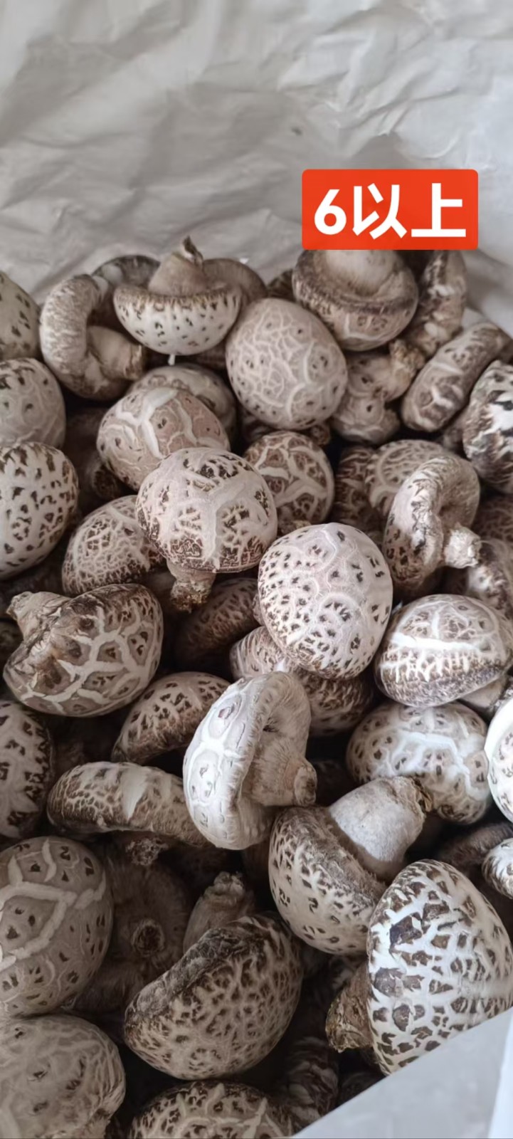 花菇干品自产自销各种规格大量供应图3