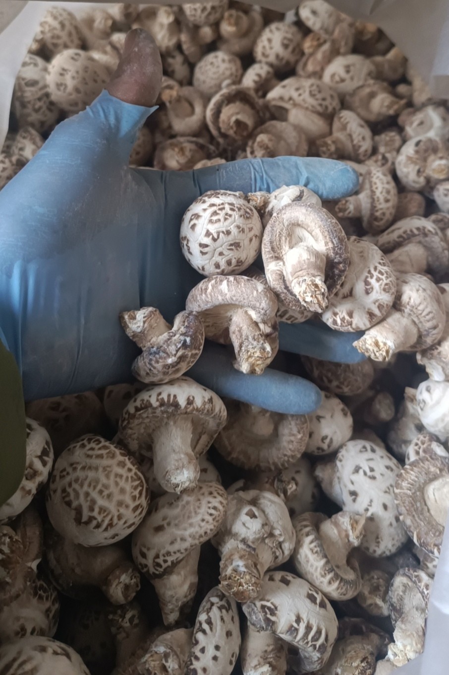 花菇干品自产自销各种规格大量供应图4