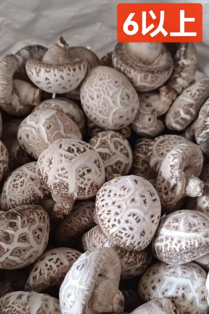 花菇干品自产自销各种规格大量供应图5