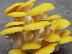 禄丰:一朵“小蘑菇”撑起“大产业”