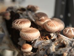 东乡:食用菌产业蓬勃发展