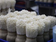 放进冰箱的金针菇继续生长是因为使用了激素吗