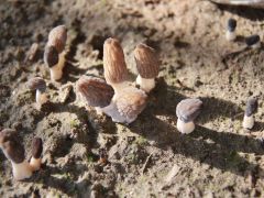 甘肃武威:新技术落地生根 科特派点“菌”成金