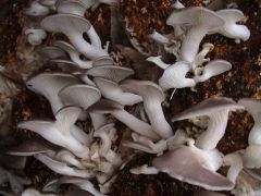 2个秀珍菇工厂化新品种通过鉴定