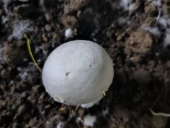 草腐型食用菌研讨会注册报名倒计时 3 天,不受理现场注册!