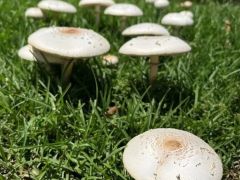 南卡州蘑菇频现？专家：雨水丰沛让真菌“集体出动”