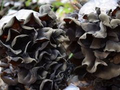 给黑木耳装上“科技芯”