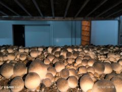 乌拉特中旗:首茬草菇抢“鲜”上市