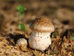 巧家核桃村:发展“林下经济” 赤松茸种植忙