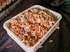 陕西山阳:滑子菇撑起“共富伞”