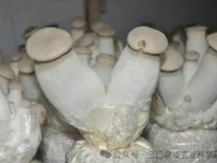 袋栽杏鲍菇生产技术规程