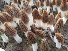 羊肚菌栽培技术规范