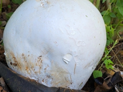 세계 희귀 '댕구알버섯' 전남 영