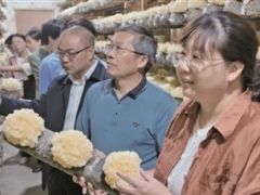 古田银耳“上新” “太空菌花”盛放