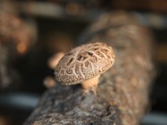 湖北省食用菌产品质量检验检测中心正式落户随县