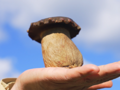 新时代·新未来——2025国际黑牛肝菌技术创新大会