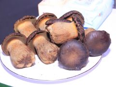 贞丰建成国内生产规模最大黑牛肝菌工厂化生产基地