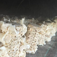 【需求合作】寻求 玉木耳栽培种植