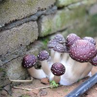 菌种供应：大球盖菇优质菌种