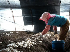 提前两个月！哈密羊肚菌抢“鲜”撞上春节档