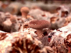 闲置猪棚变“菇”房 沉睡资产再“生金